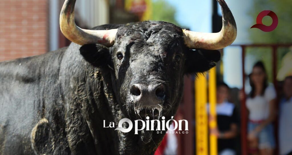 Santiagada 2025: Santiago Tulantepec se alista para su tradicional encierro de toros