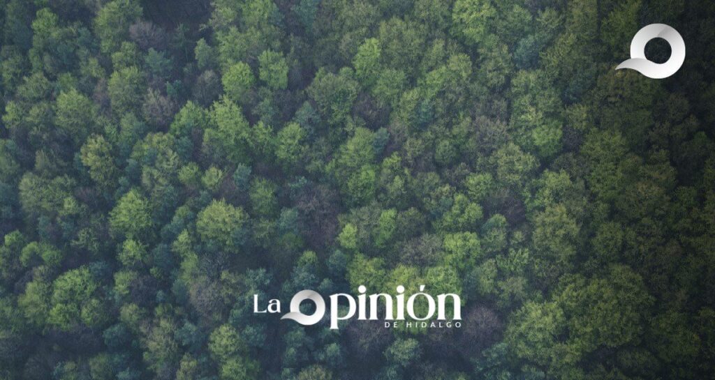 Ejidos forestales de Zacualtipán y Molango verificarán más de 37 mil bonos de carbono
