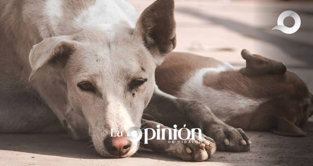 Habitantes de Apan mataron a machetazos a un perrito