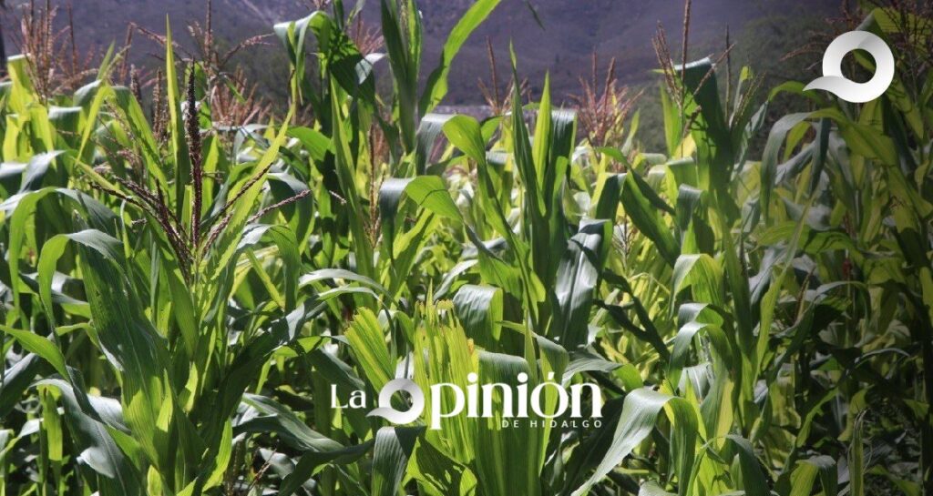Heladas atípicas destruyen mil hectáreas de cultivos en Hidalgo