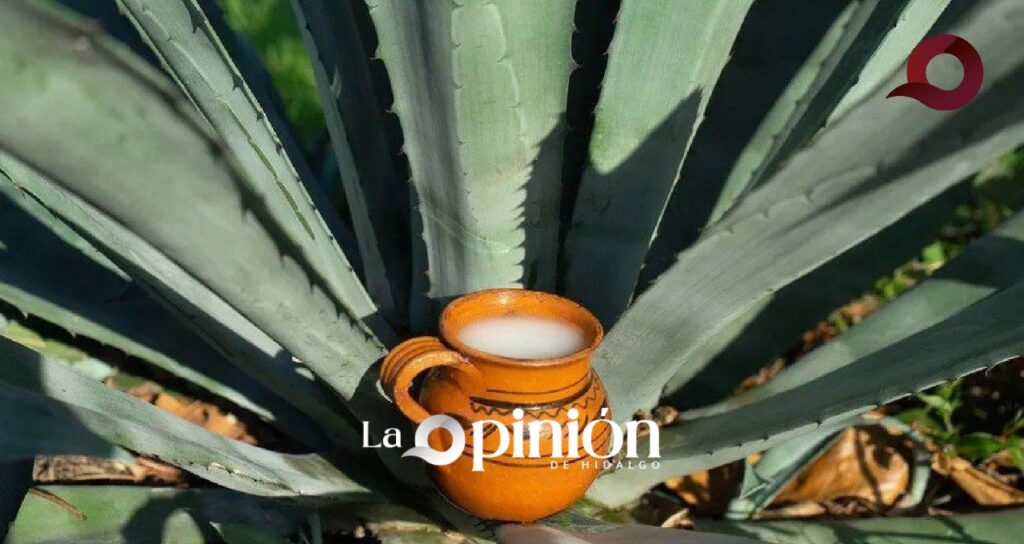 Pachuca Celebrará el Día Nacional del Pulque con cata exclusiva