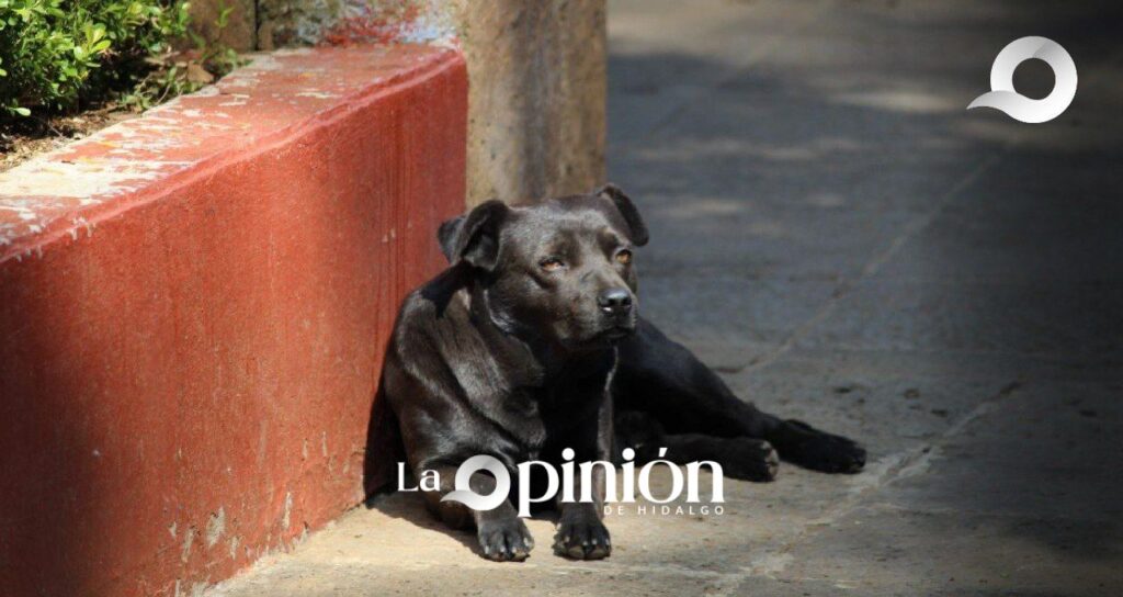 Incrementan problemas por sobrepoblación canina en el Corredor de la Montaña