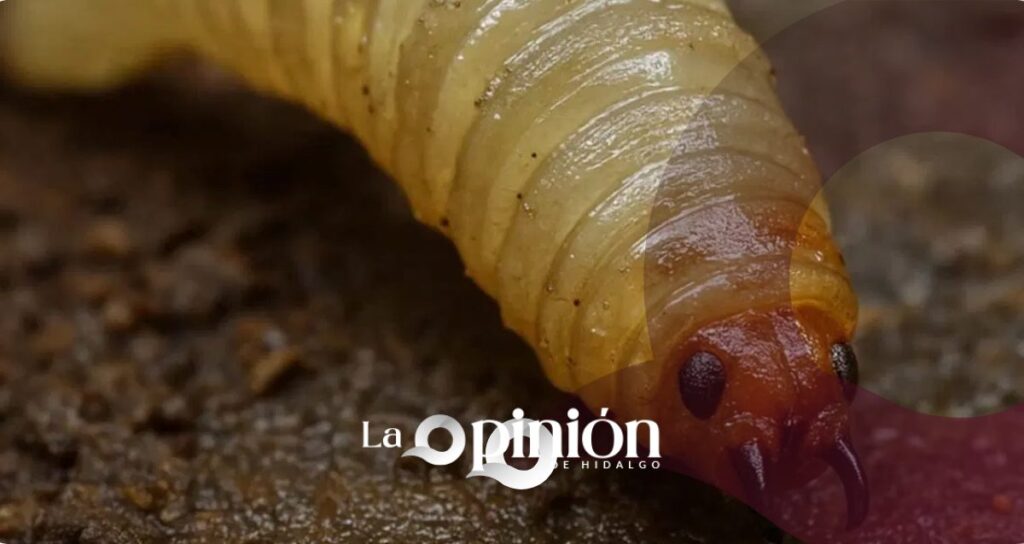 Hidalgo tiene más de 700 casos de gusano barrenador