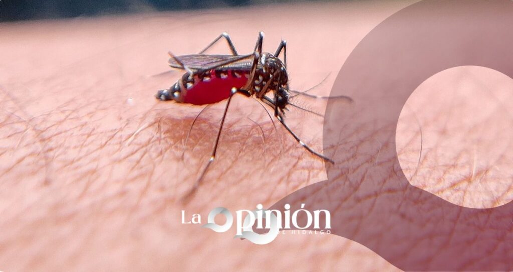 Hidalgo refuerza vigilancia del dengue ante la temporada de lluvias