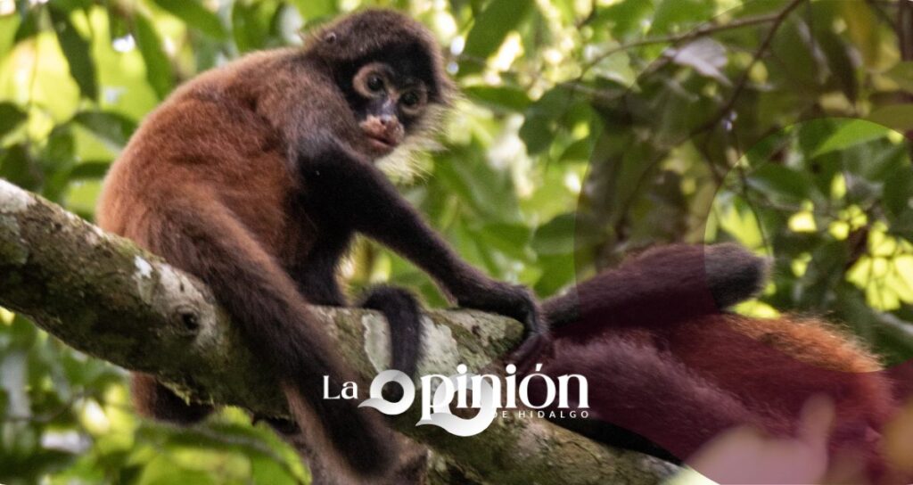 Tres monos araña llegan al zoológico de Tulancingo