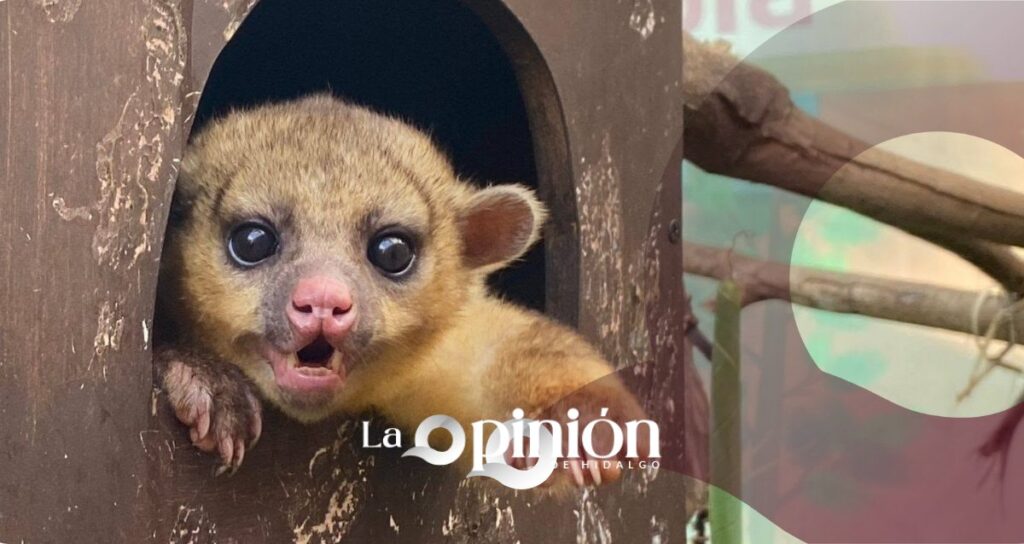Pachuca ha rescatado más de 180 animales en 2026
