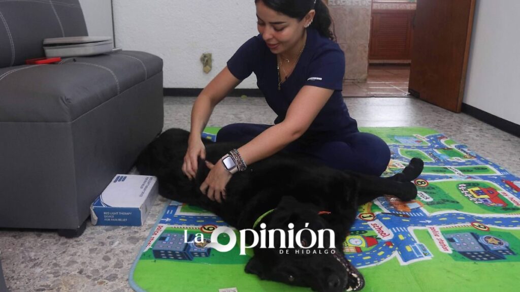 Consultas veterinarias en línea crecen 41% en México; mascotas son prioridad
