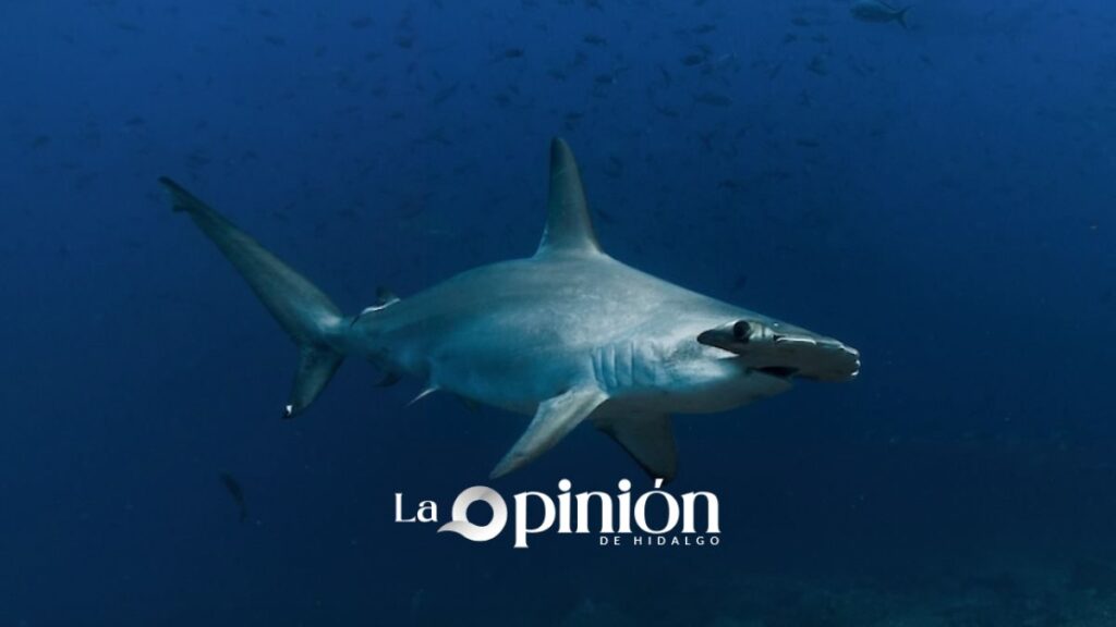 Científicos de México a la Patagonia unen esfuerzos para salvar tiburones Científicos de México a la Patagonia unen esfuerzos para salvar tiburones