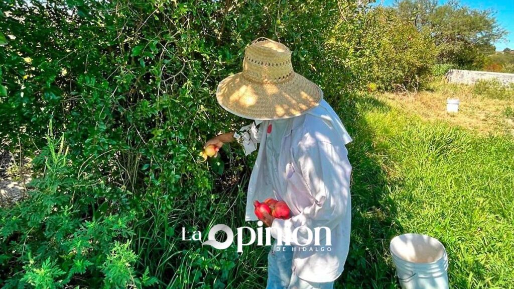 Temporada de granadas en el Valle del Mezquital: precio y cómo cosechar