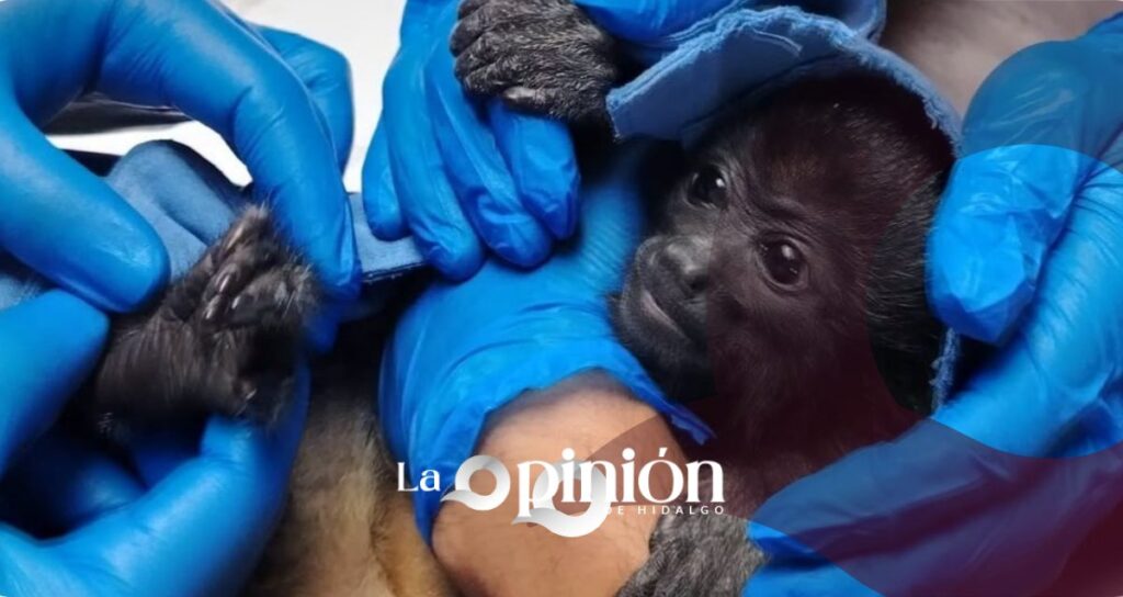 Ciudadanos entregan cría de mono aullador a autoridades de Pachuca