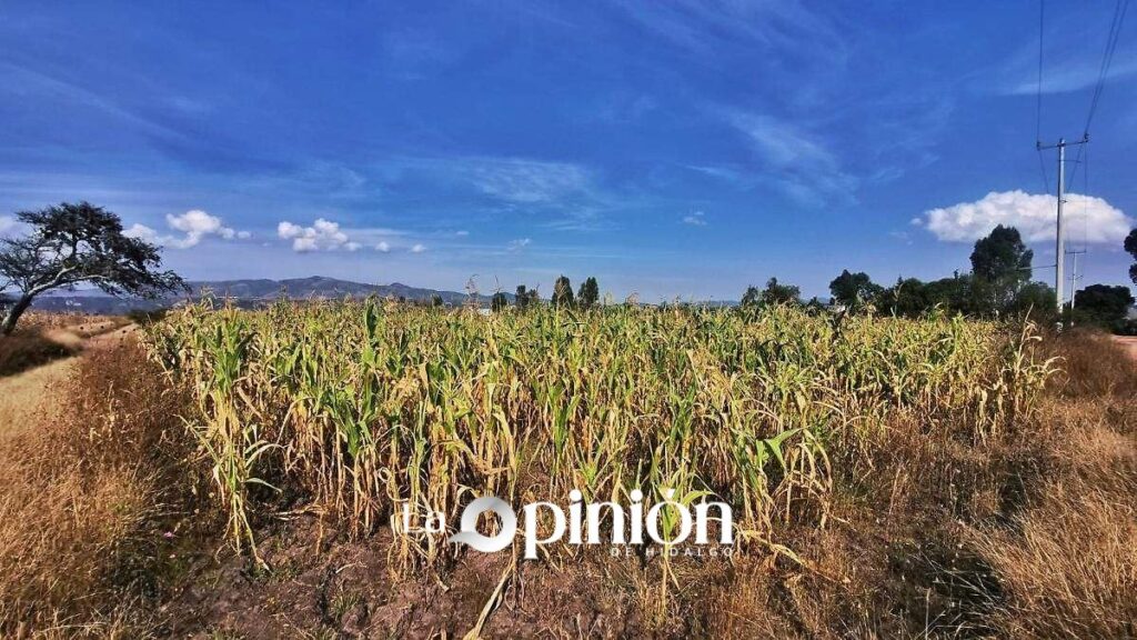 Fertilizantes para el Bienestar cubrirán 33% de hectáreas en Hidalgo