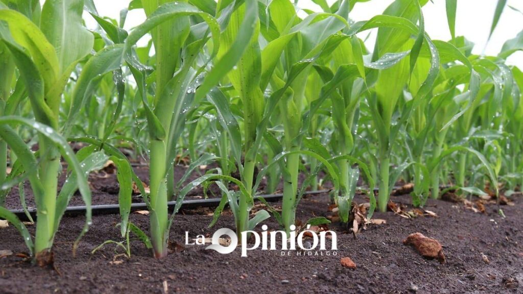 Agricultura regenerativa en México: así combate el cambio climático