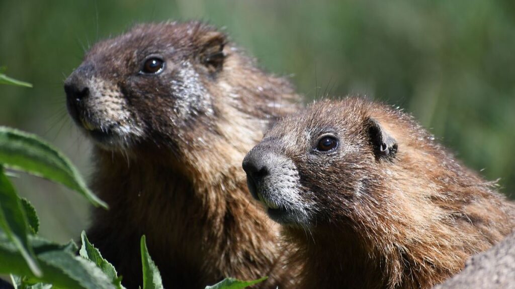 Campaña OnlyMarms en OnlyFans para financiar investigación científica sobre marmotas tras recortes presupuestales