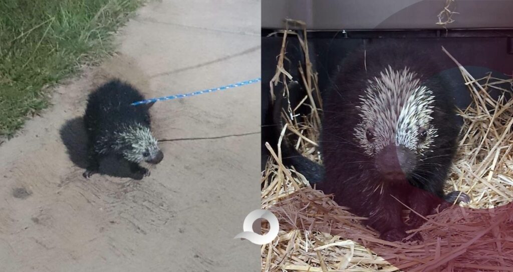 Autoridades rescatan a puercoespín que era tratado como mascota en Eloxochitlán Autoridades rescatan a puercoespín que era tratado como mascota en Eloxochitlán