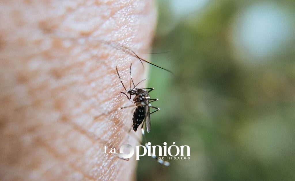 Dengue en Hidalgo: casos se duplican en septiembre con 22 confirmados