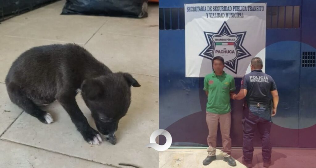 Rescatan a perro en Pachuca; su dueño fue detenido por maltrato