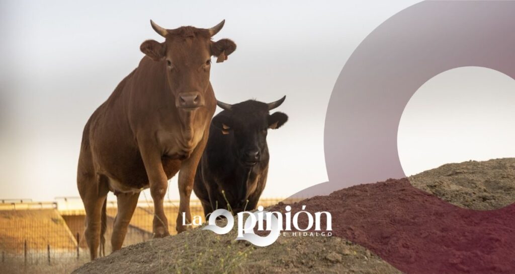 Roban 24 toros en Huichapan; familia pide ayuda para localizarlos